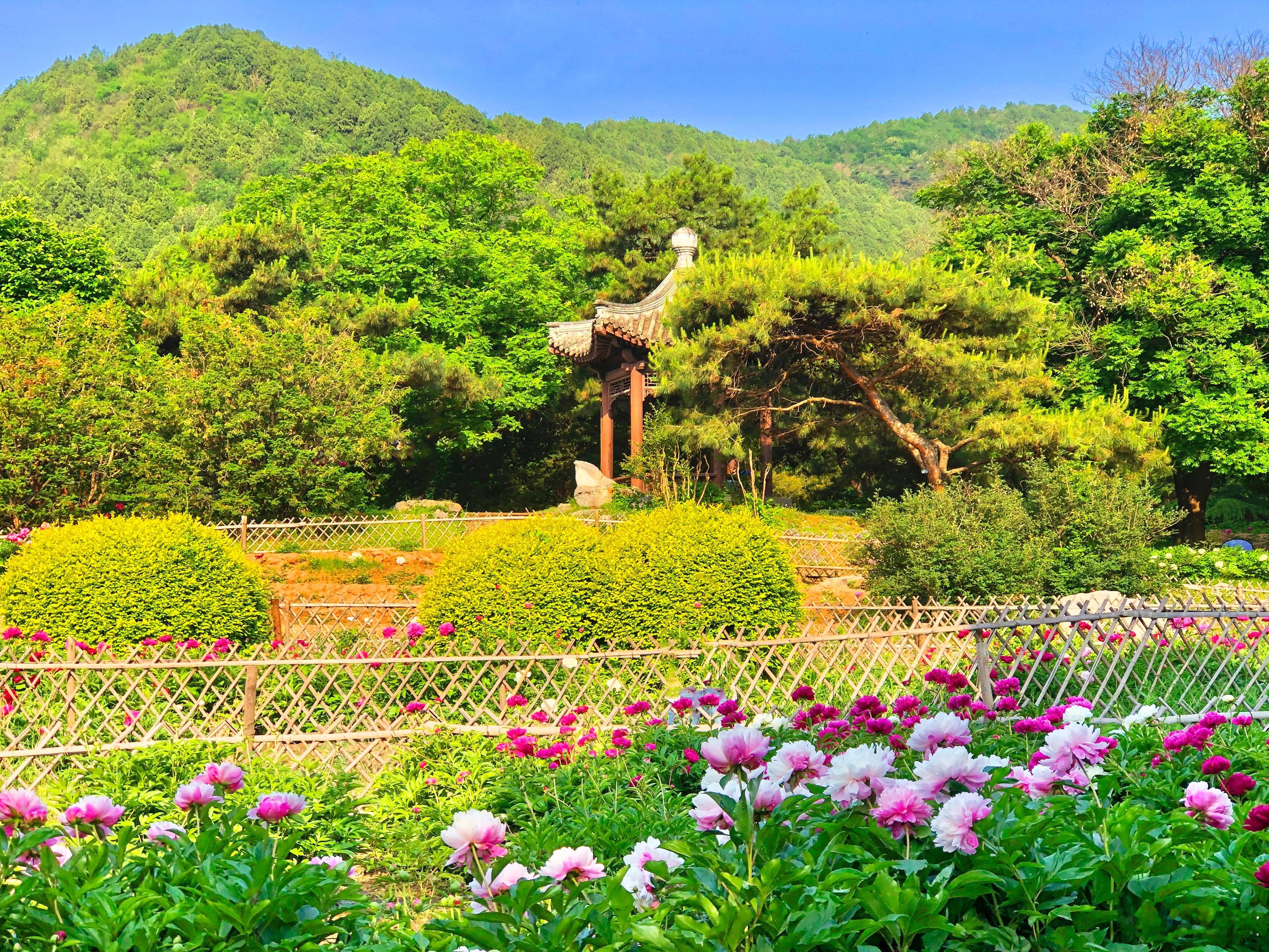 【北京国家植物园  芍药盛开】千浮秾影怡香苑，独倚红坡醉露台（芍药园联）摄影​​