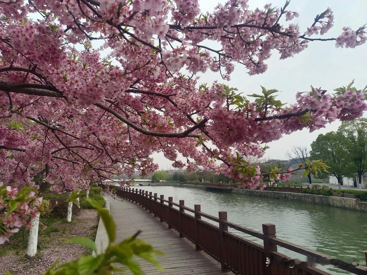 护城河畔的樱花美如画，如何去？看这儿一一
       婆娑红尘苦，樱花自绽放。