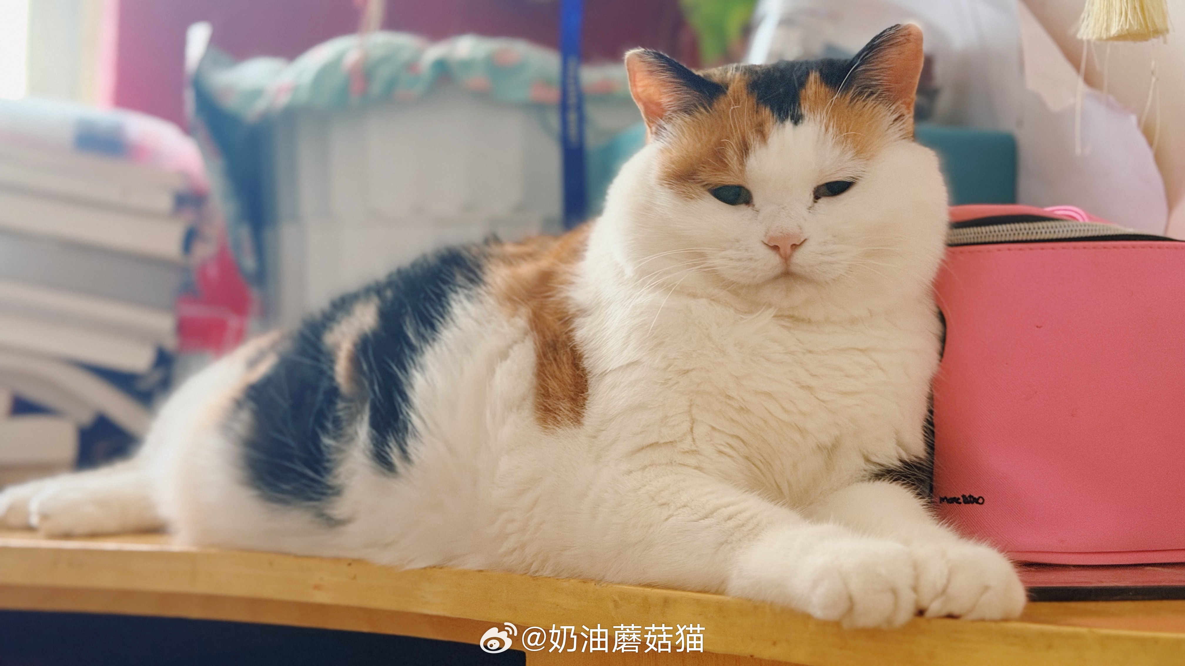 🌸：我的眼虽然小，          但是不代表你可以看不懂我的眼色！！我爱三