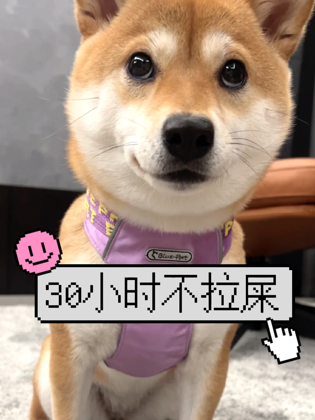 柴犬30小时不拉屎怎么办「附心态调整办法」