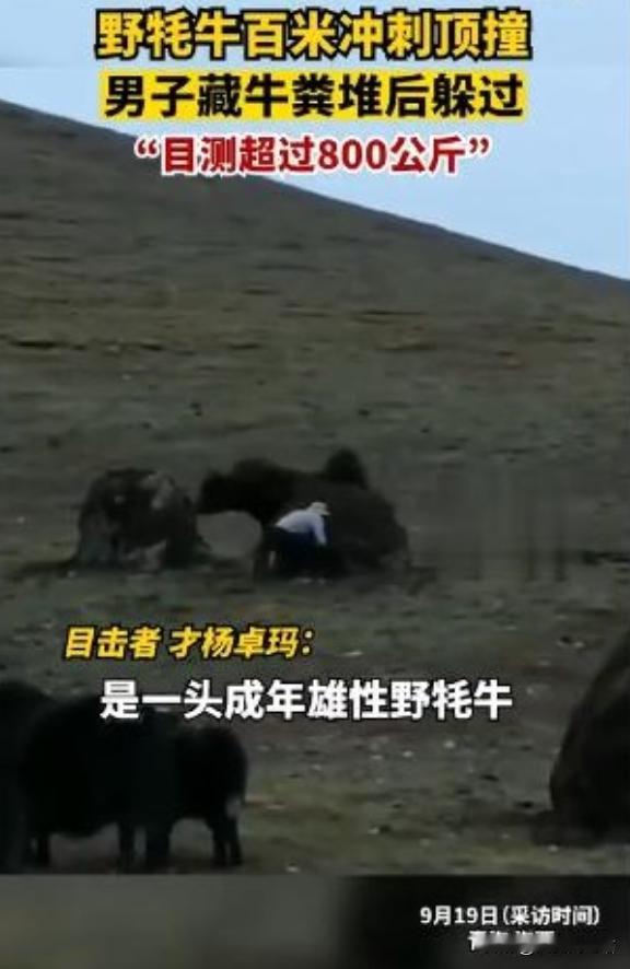 2022年青海，一牧民正在放牧时，突然被一头异常庞大的身影吸引。这是一头重达16