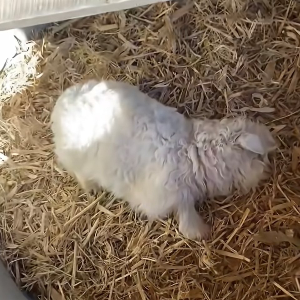 专家称装死小羊可以人工繁殖更多只做羊也得有一技之长，不装死就得真死了