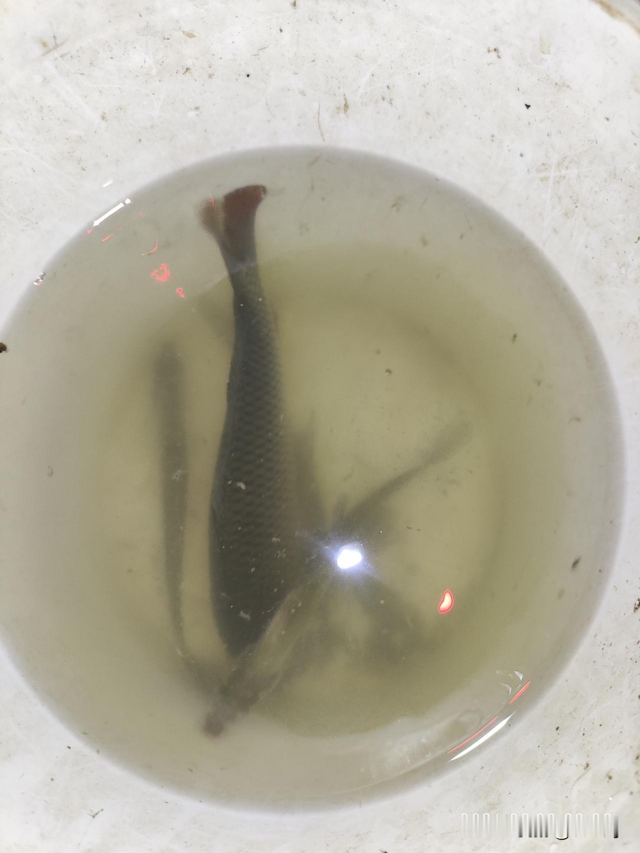 作者加速成长计划夜色如水，竿尖微颤。只有月亮和星辰作伴，水面泛起细碎银光。每一次