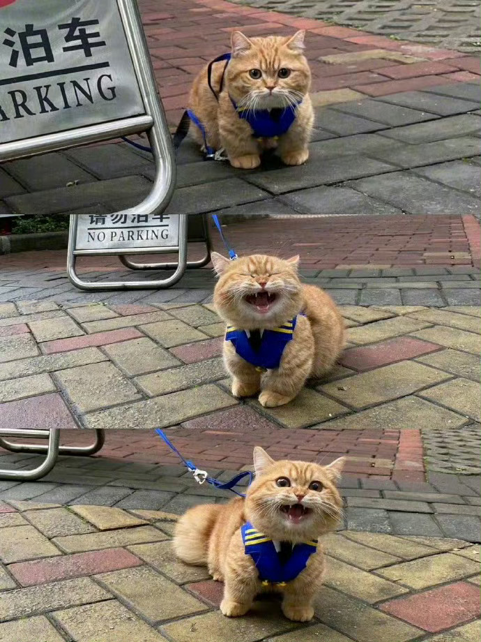 请勿泊猫🥹 