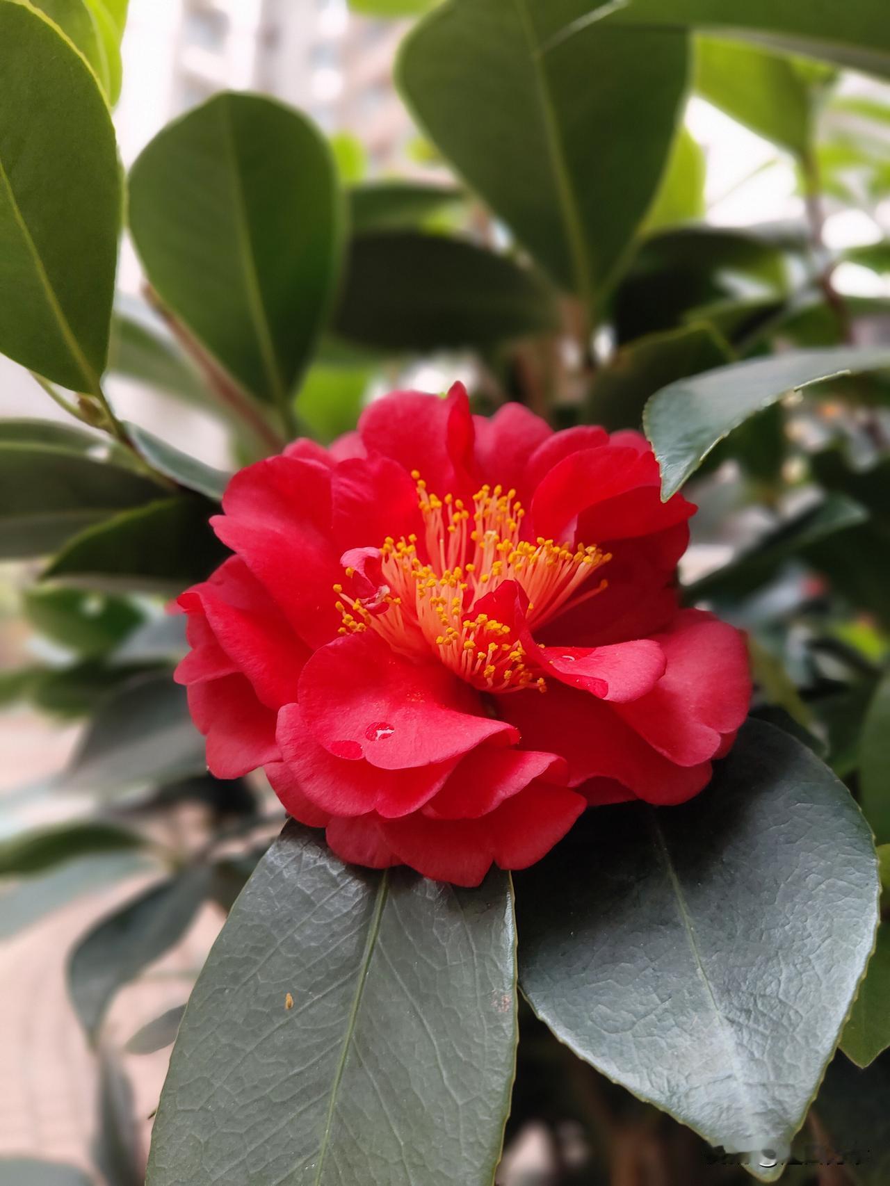 啊啊啊啊了——更年期的退化关节炎真磨人，还有早上醒来的晨僵，缓半小时，手指才能活