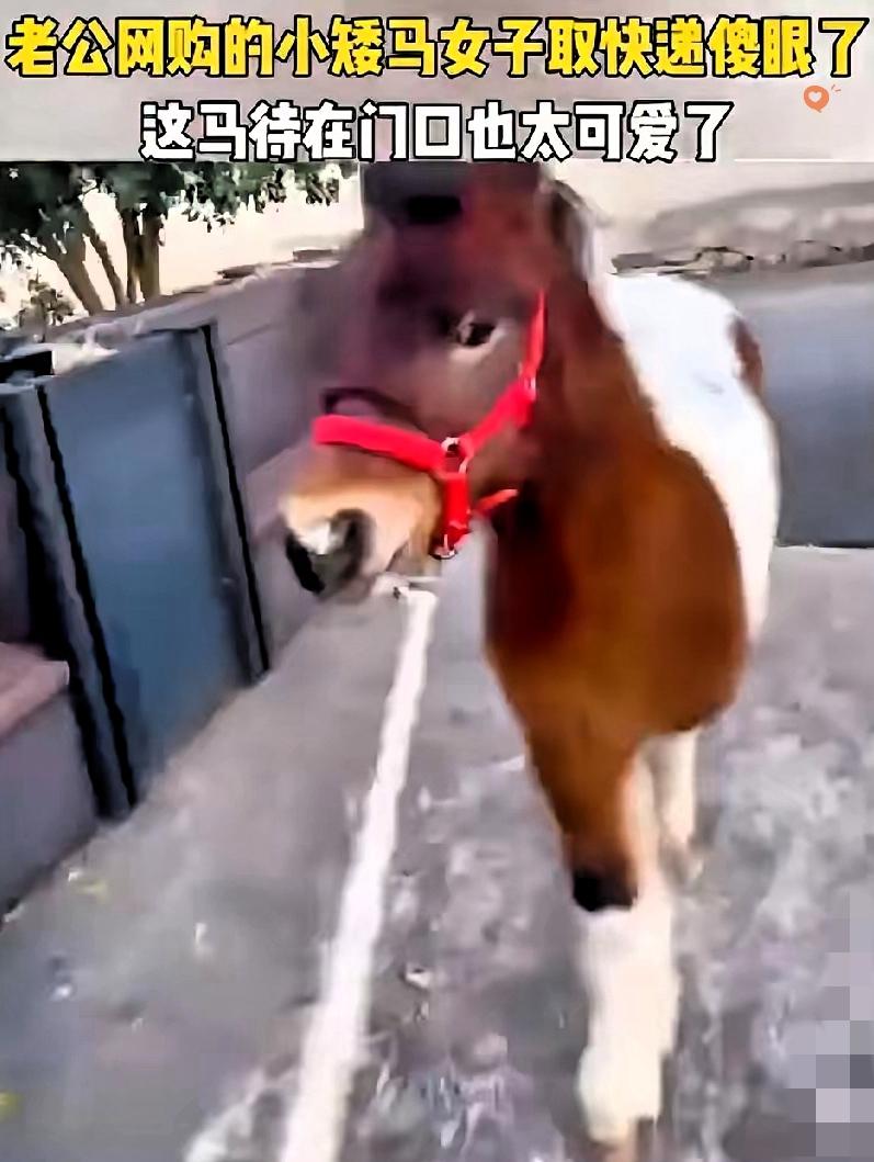 河北男子花4800元网购一匹马，老婆去取快递当场看懵！
 
谁能想到，拼夕夕的快