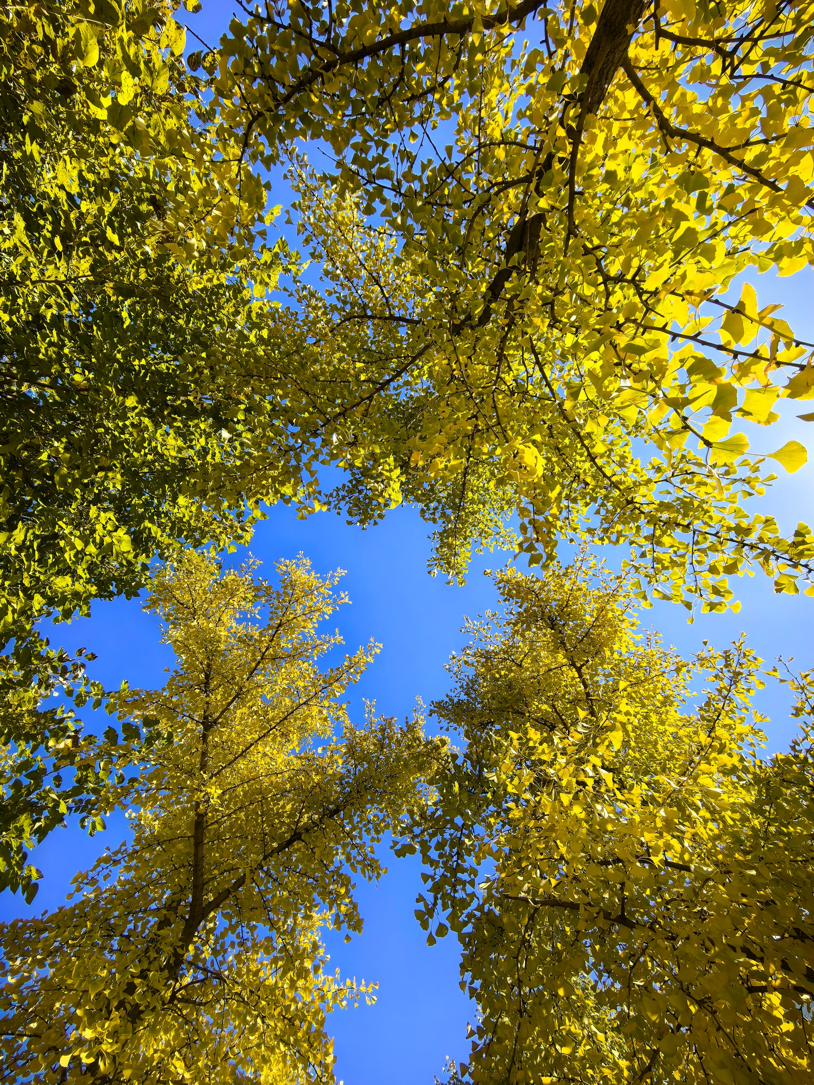 今天京都的天特别的蓝，连扫前三天雾霾的日子，让人格外适展！公司散散步！ ​​​