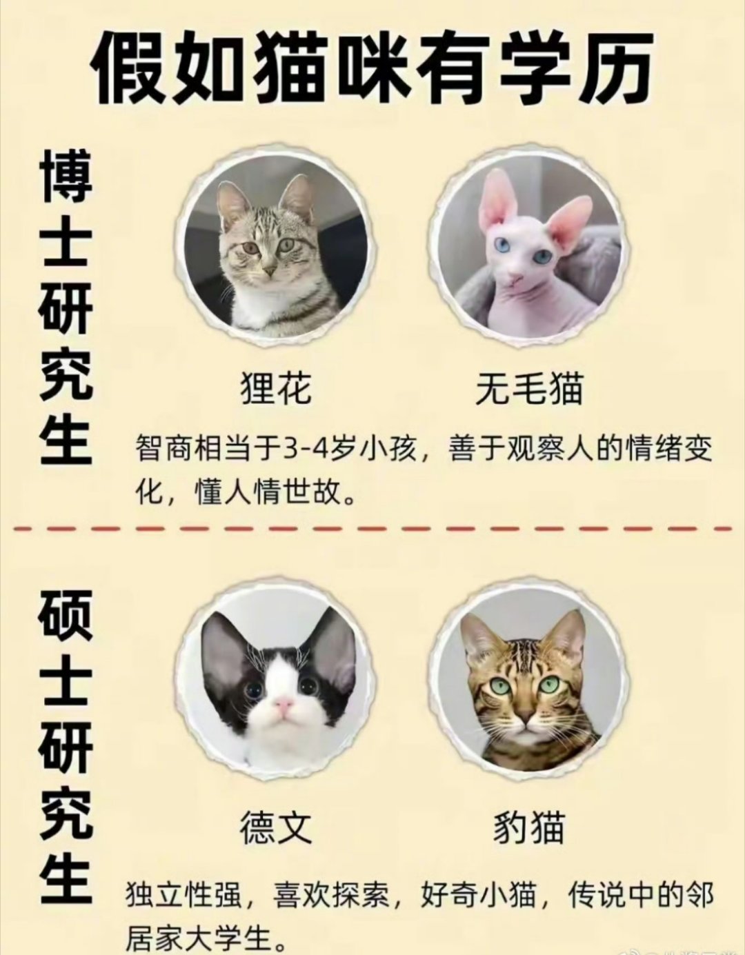 猫咪学历排行榜 ​​​