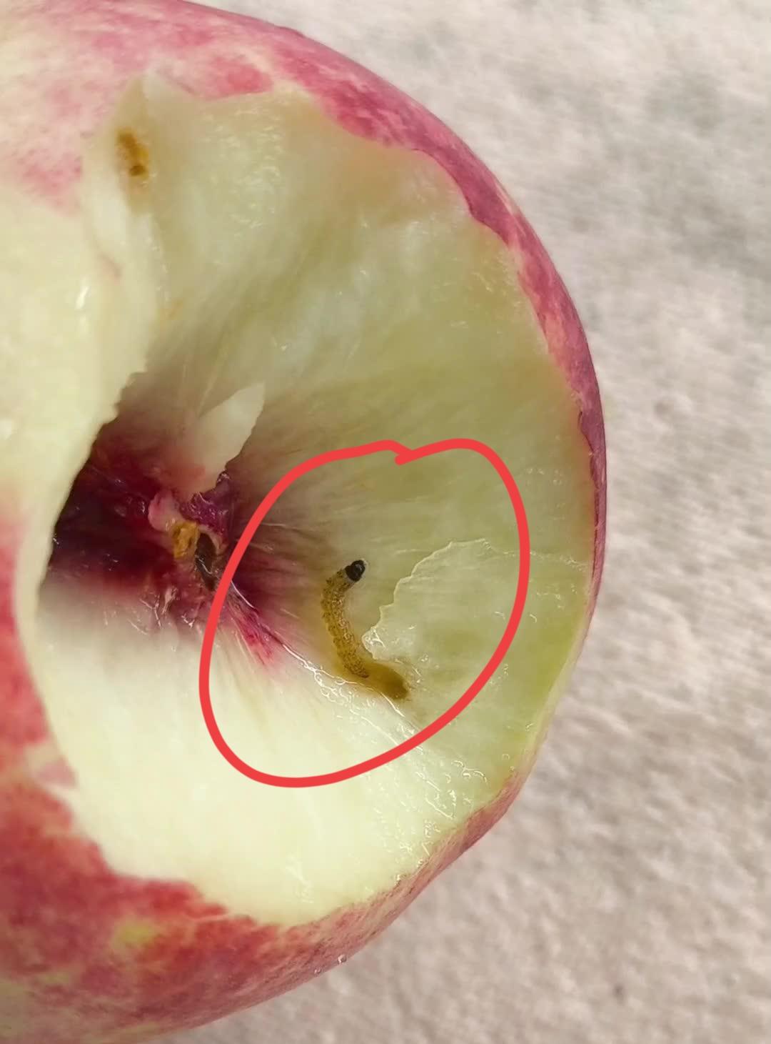 卖桃人的硬道理！

今天在集市看到一个用小篾箩筐挑着卖桃子的，自称桃子🍑是自家