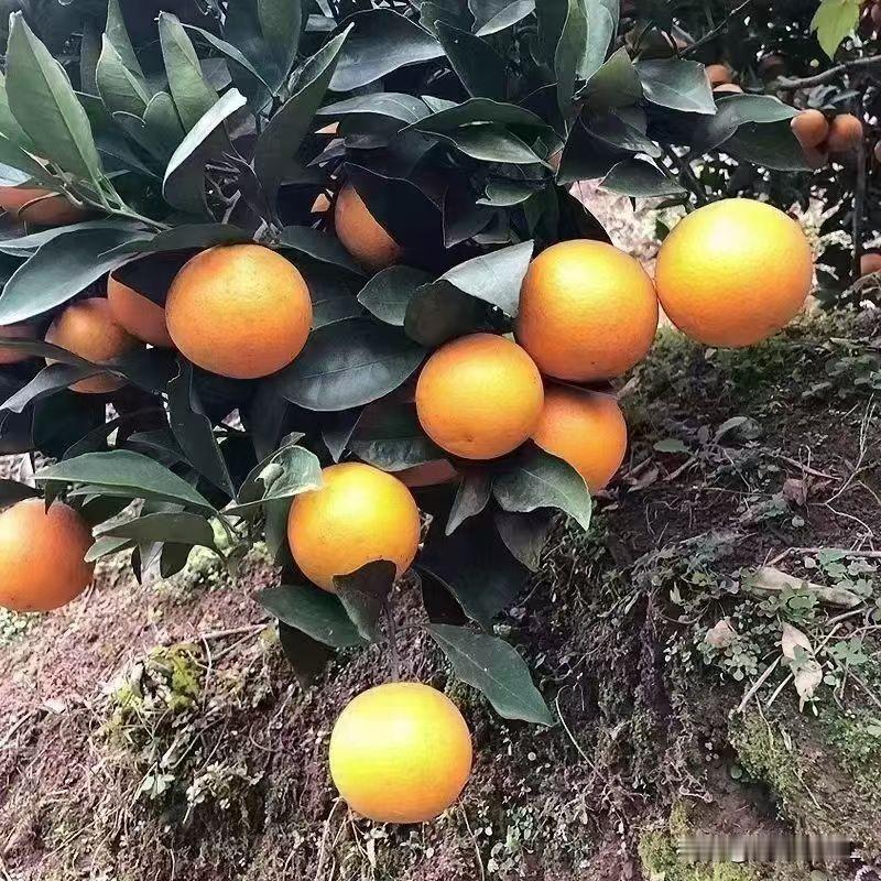 橙黄满枝头，丰收喜气浓。阳光下的新鲜橙子，自然又美味。