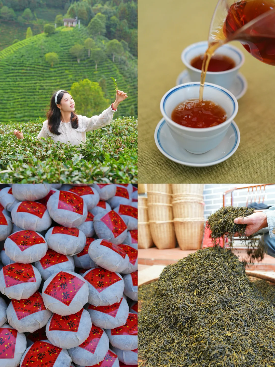 广西丨梧州之光✨除了龟苓膏，还有六堡茶