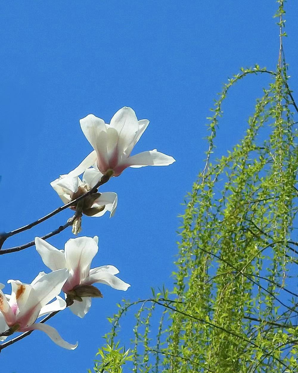 春天的回忆——对歌

秋已至，天气还热。让人回味起春天的温婉。

春暖花开，柳绿