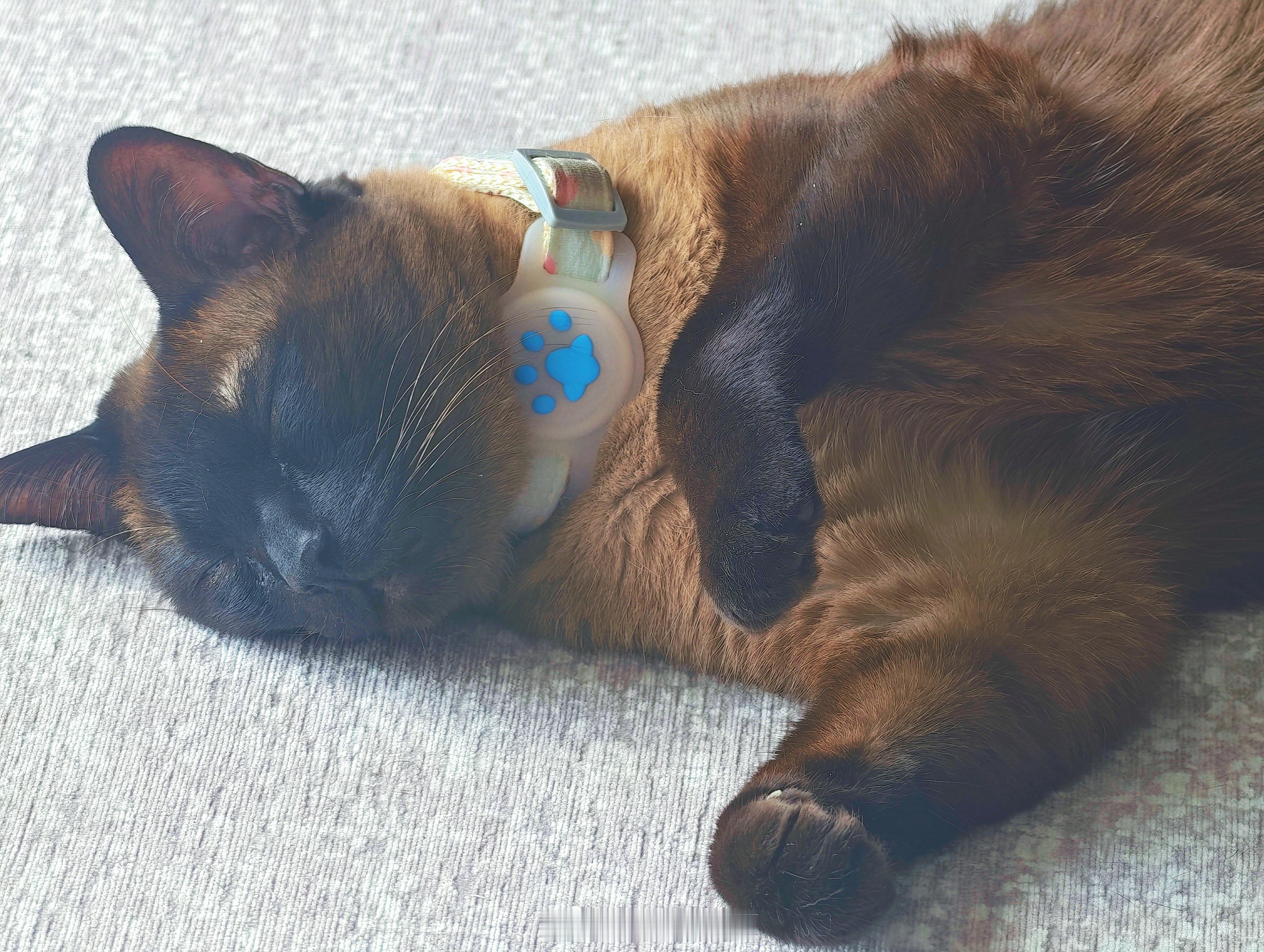 西南的冬天，阳光是温柔的田赤金，薄纱般飘进房间，笨狸喜欢在正南面的落地窗前，肆意