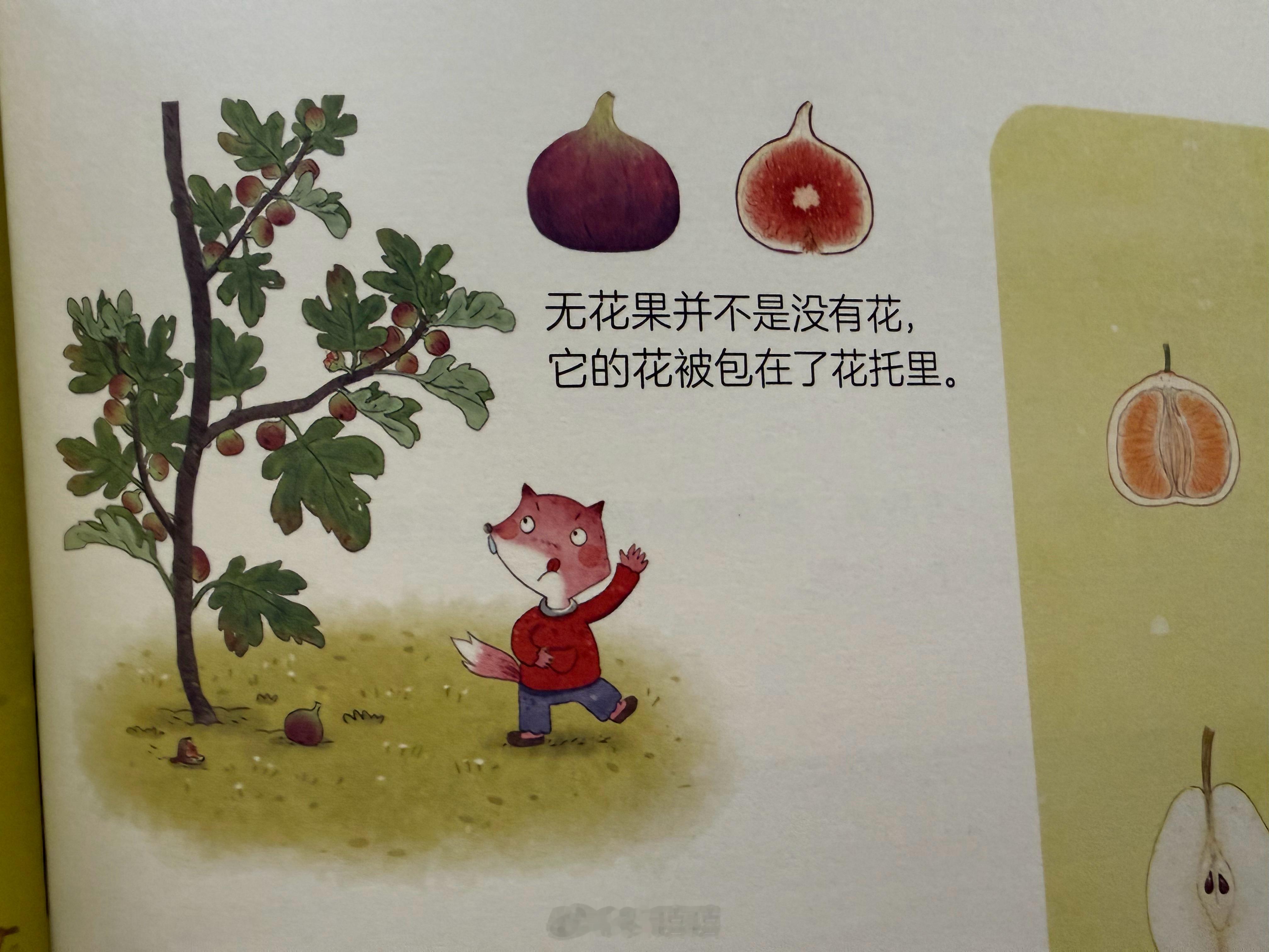 吃无花果，奶奶说因为它没有花所以叫无花果。小妤立马质疑：奶奶！你没有看过书吗？根