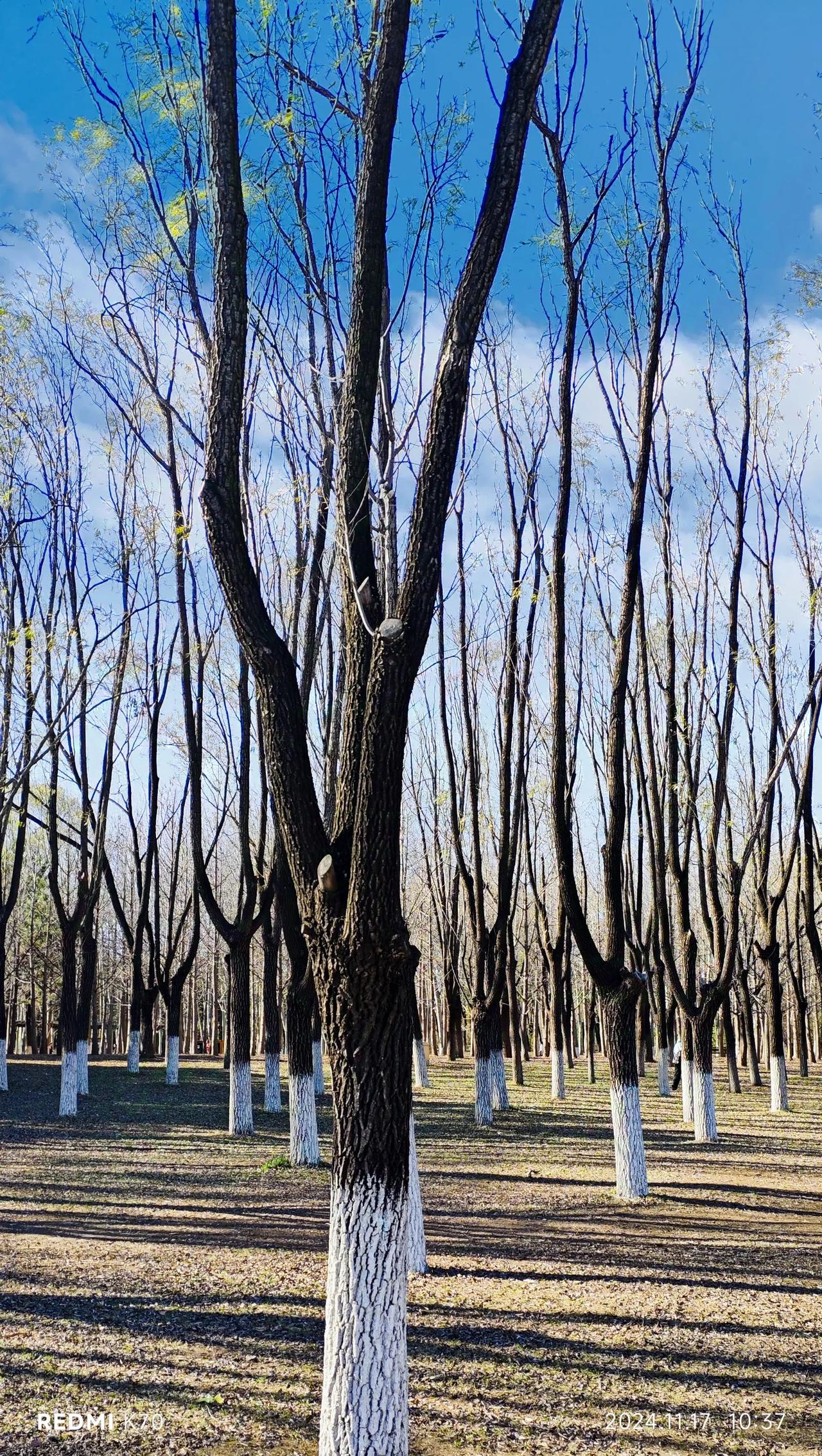 初冬，光棍儿与光杆儿的另类风景。