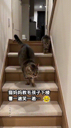 这猫妈育儿主打一个拔苗助长😂
 
见识下最硬核的猫式教育，耐心只给两次！
 