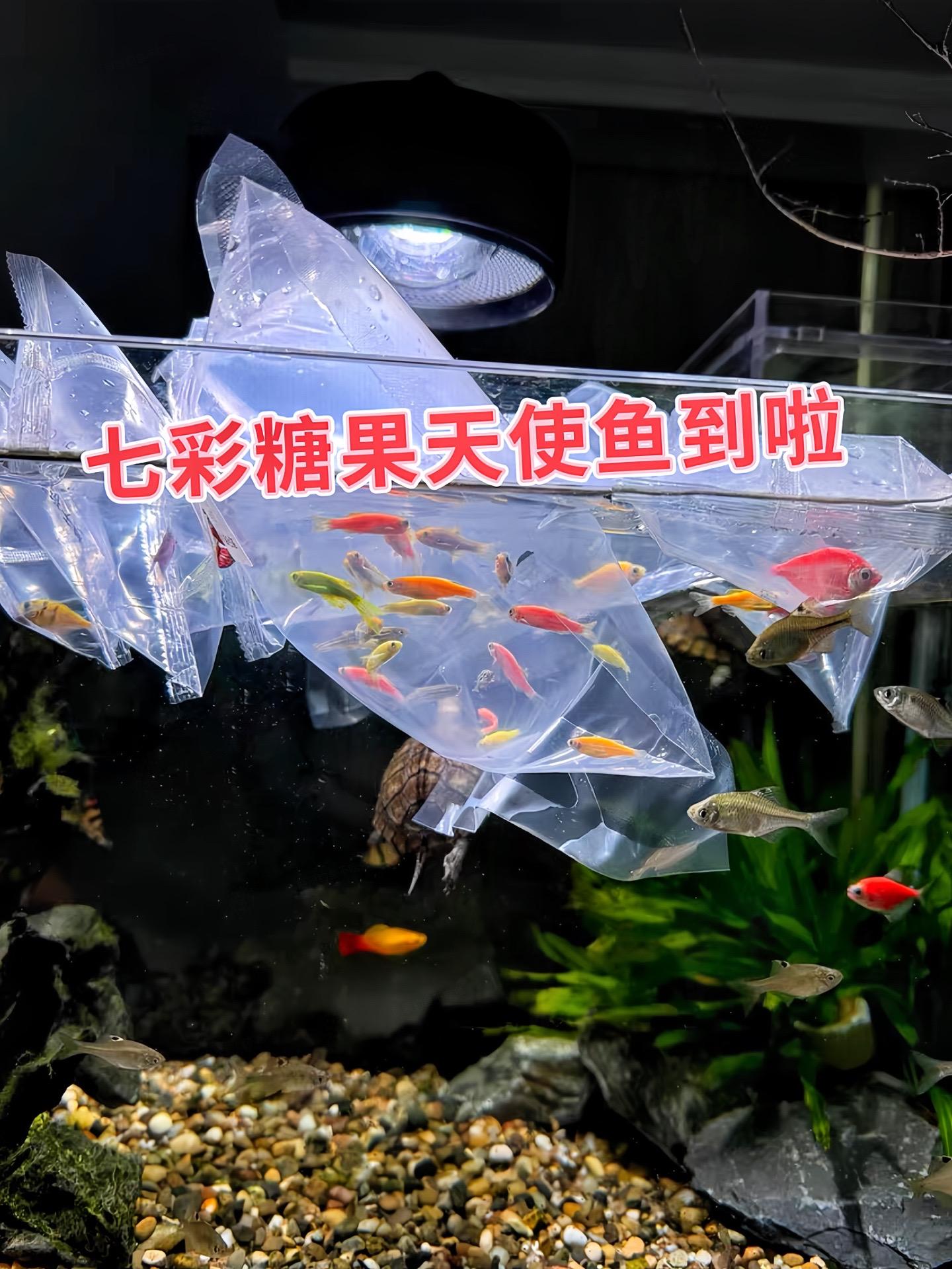 这缸里住着的不是鱼，是游弋在水中的梦幻精灵。七彩天使鱼轻轻摆动身躯，每...