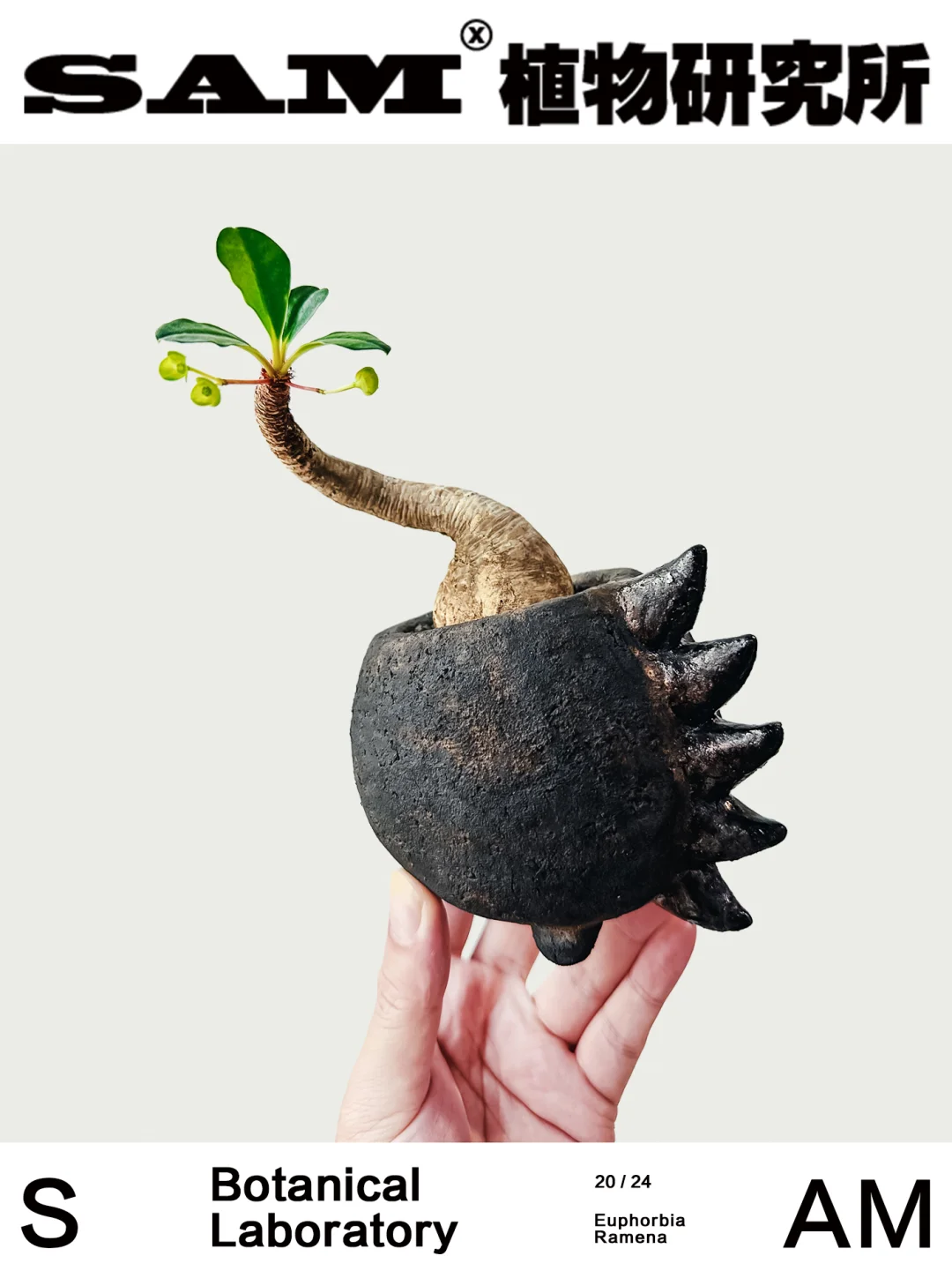象鼻大戟｜Euphorbia Ramena