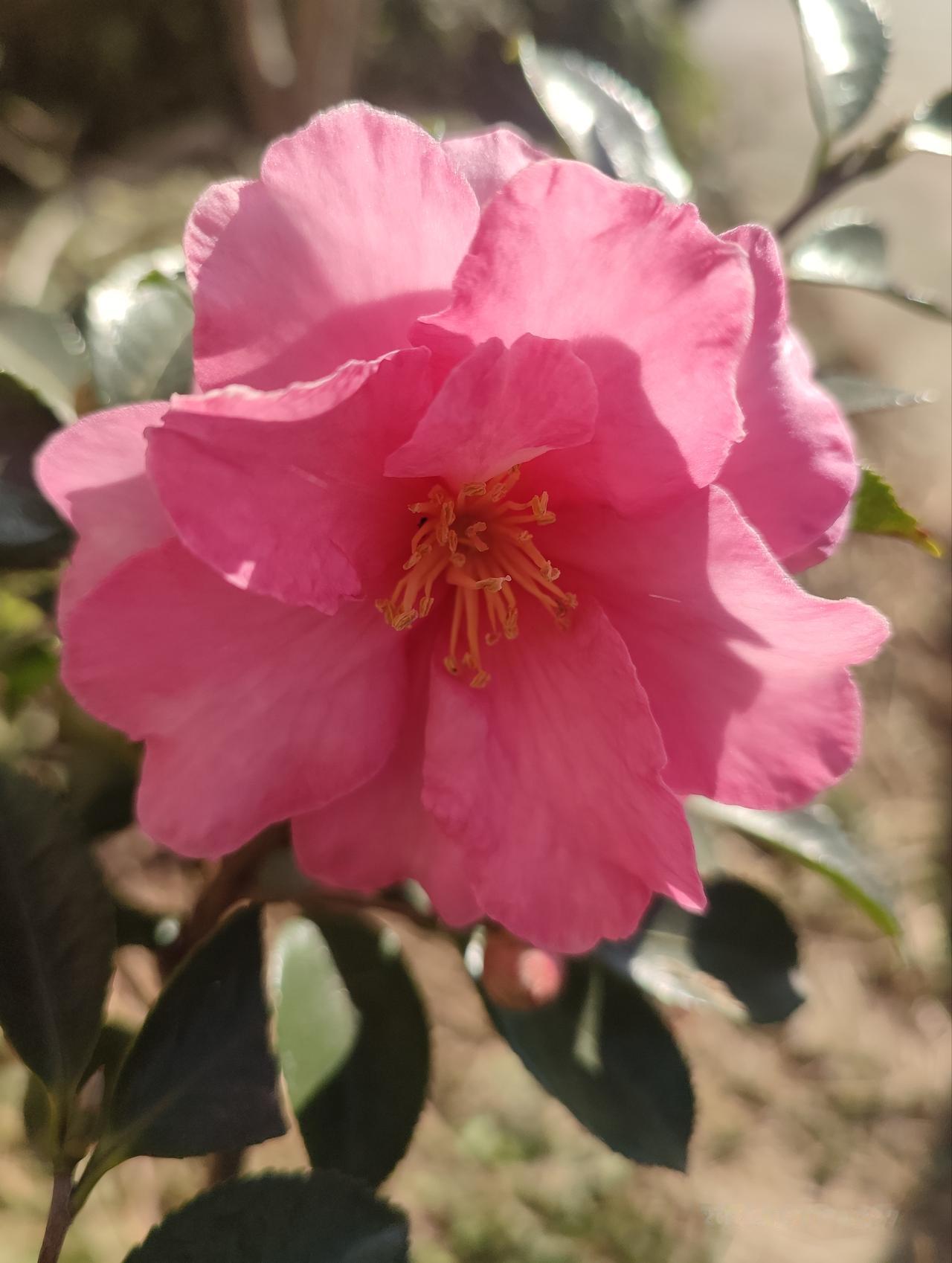 晒图笔记大赛山茶