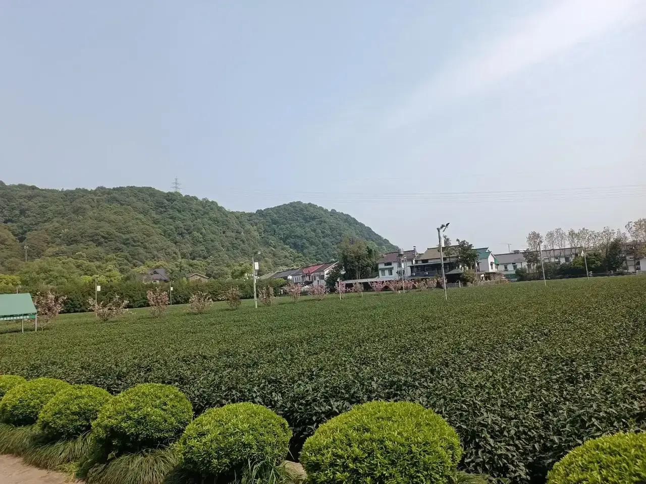 杭州梅家坞盛产西湖龙井茶，当你来到梅家坞梵村整个一幅田园美景展图现在你的面前。