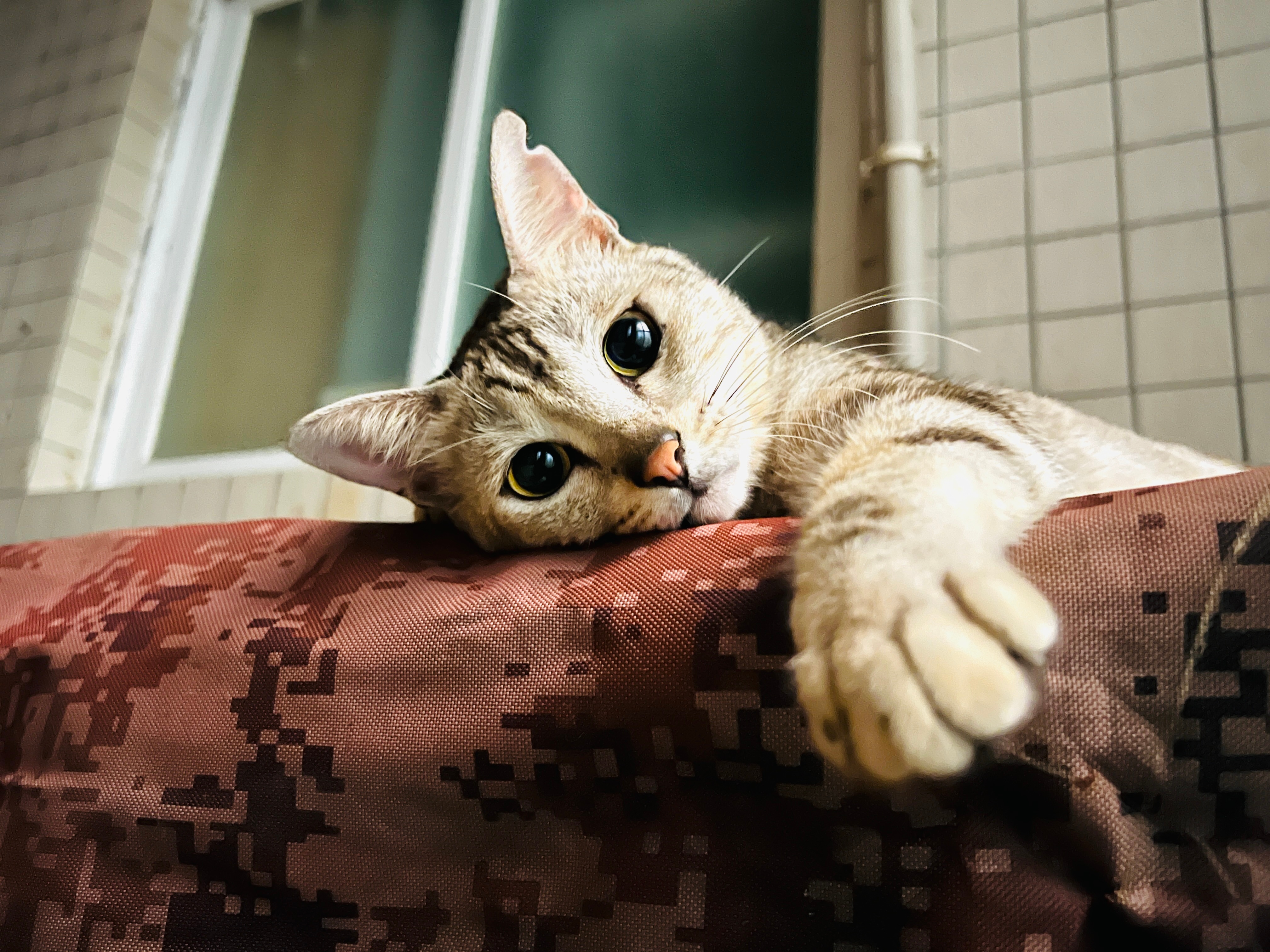 希望颱風不要太誇張😩😩😩若有能力和條件，也請幫助小毛孩渡過惡劣天氣🙏🏻