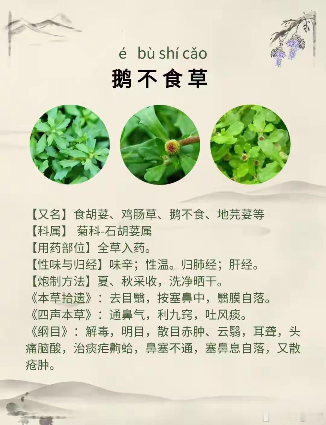 每日学习中药——鹅不食草在田间地头、路边草丛或公园绿化带里，常能见到一种贴地生长