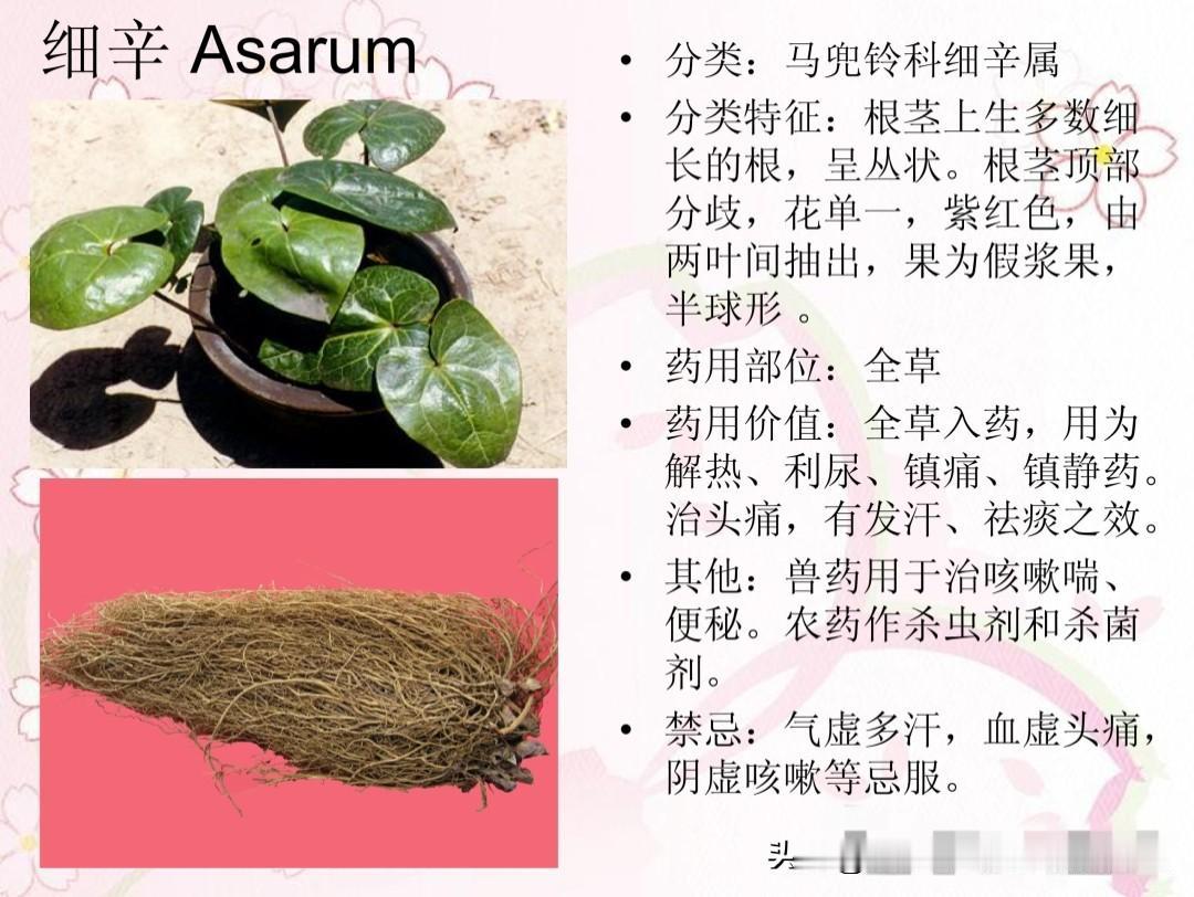 药植分类图鉴02