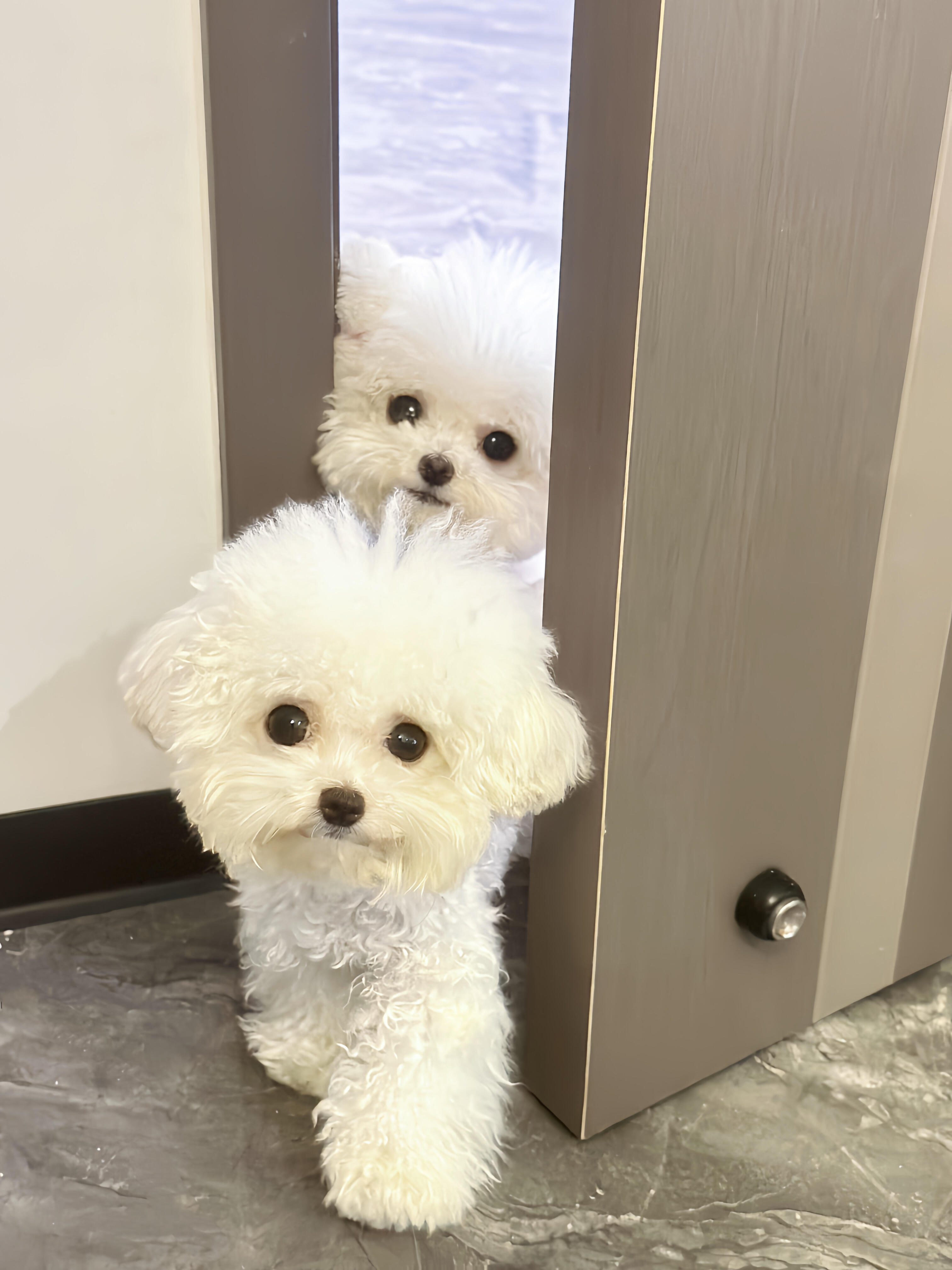 姨姨 我们可以进来吗🥺 ​​​