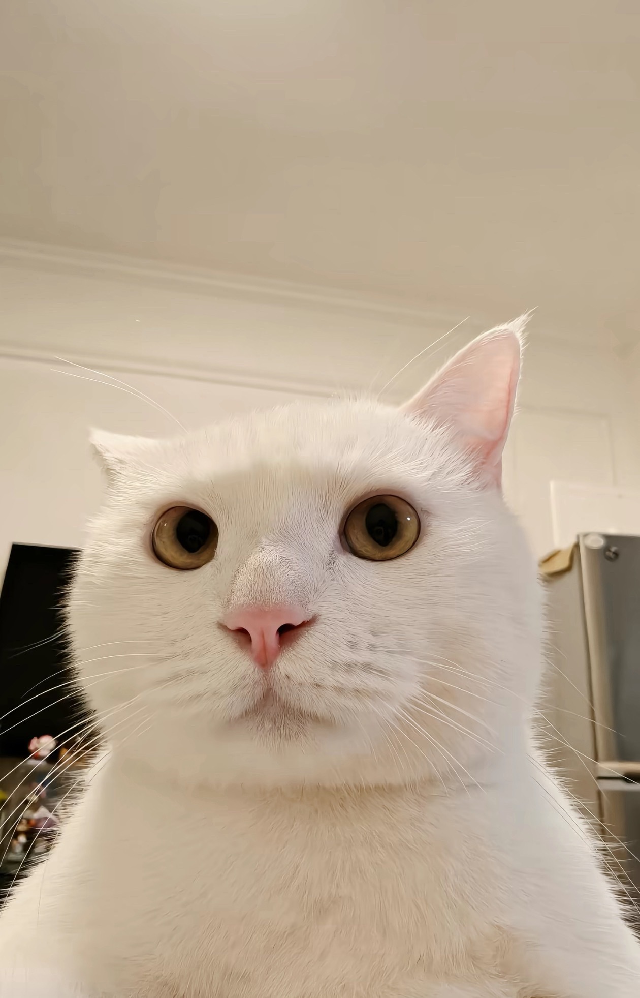猫咪不小心打开了前置摄影头
