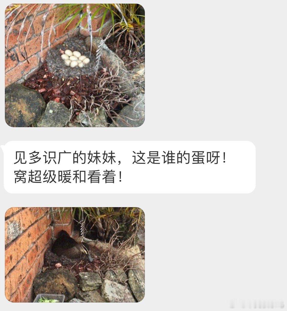 好精致的小窝呀 揪了很多自己的毛毛主人是一只【太平洋黑鸭】 ​​​