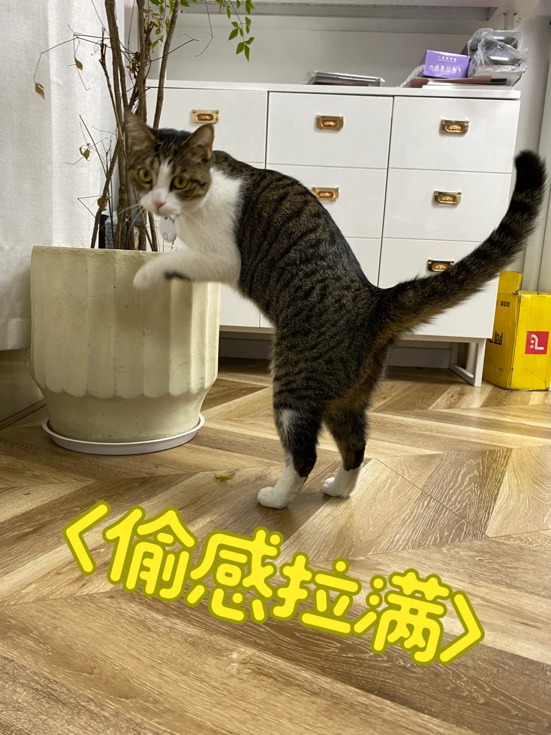 谁家好猫偷感这么强啊？！