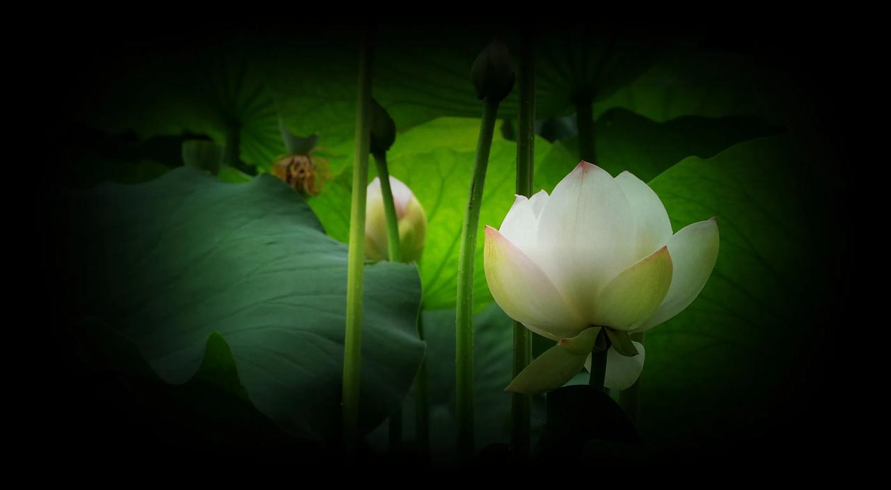 #分享一张随手拍的花#