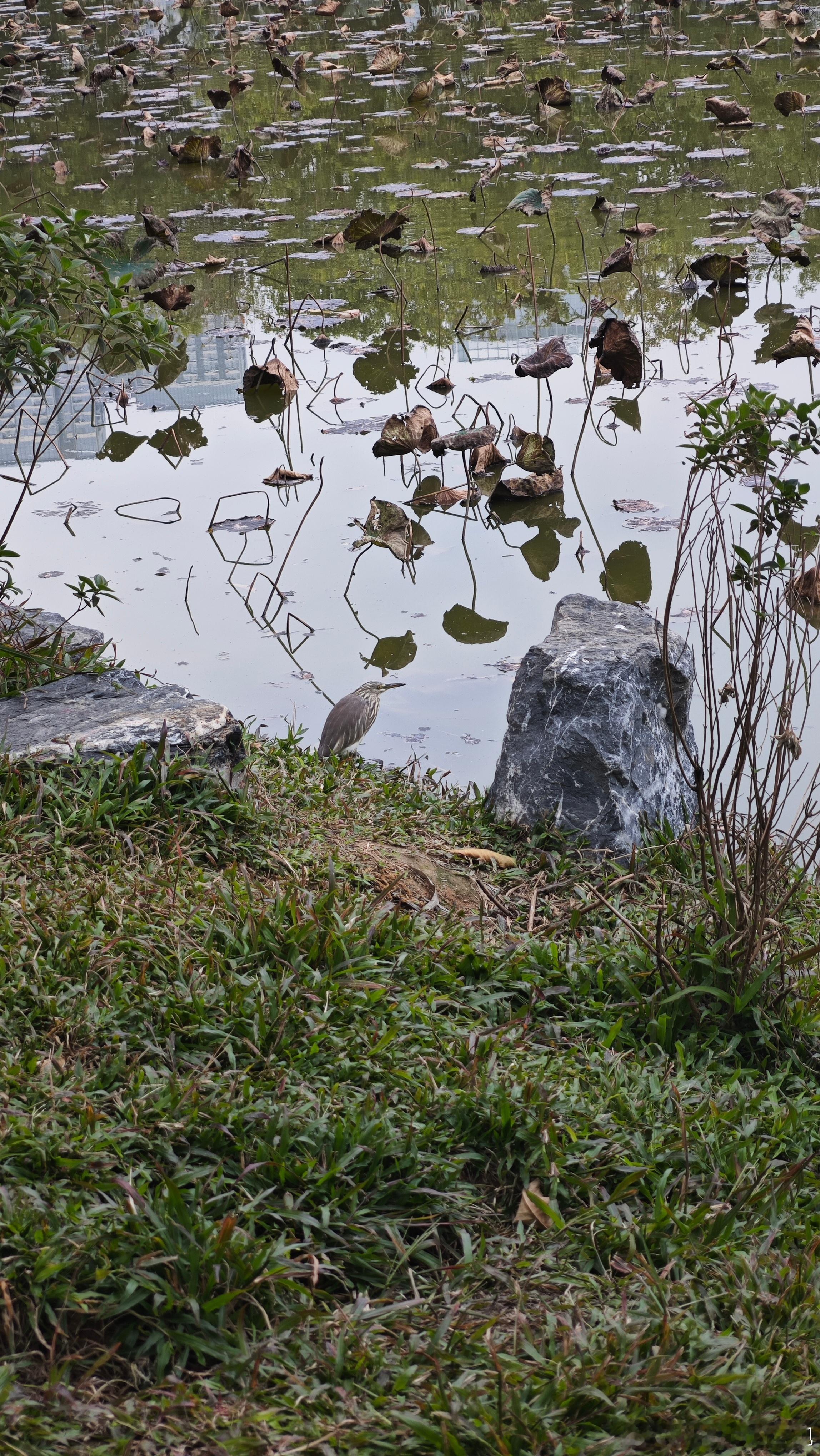 刚刚来洪湖公园晨练一下，看到了P.1的池鹭，然后看到了它身后呈攻击姿态的猫，于是