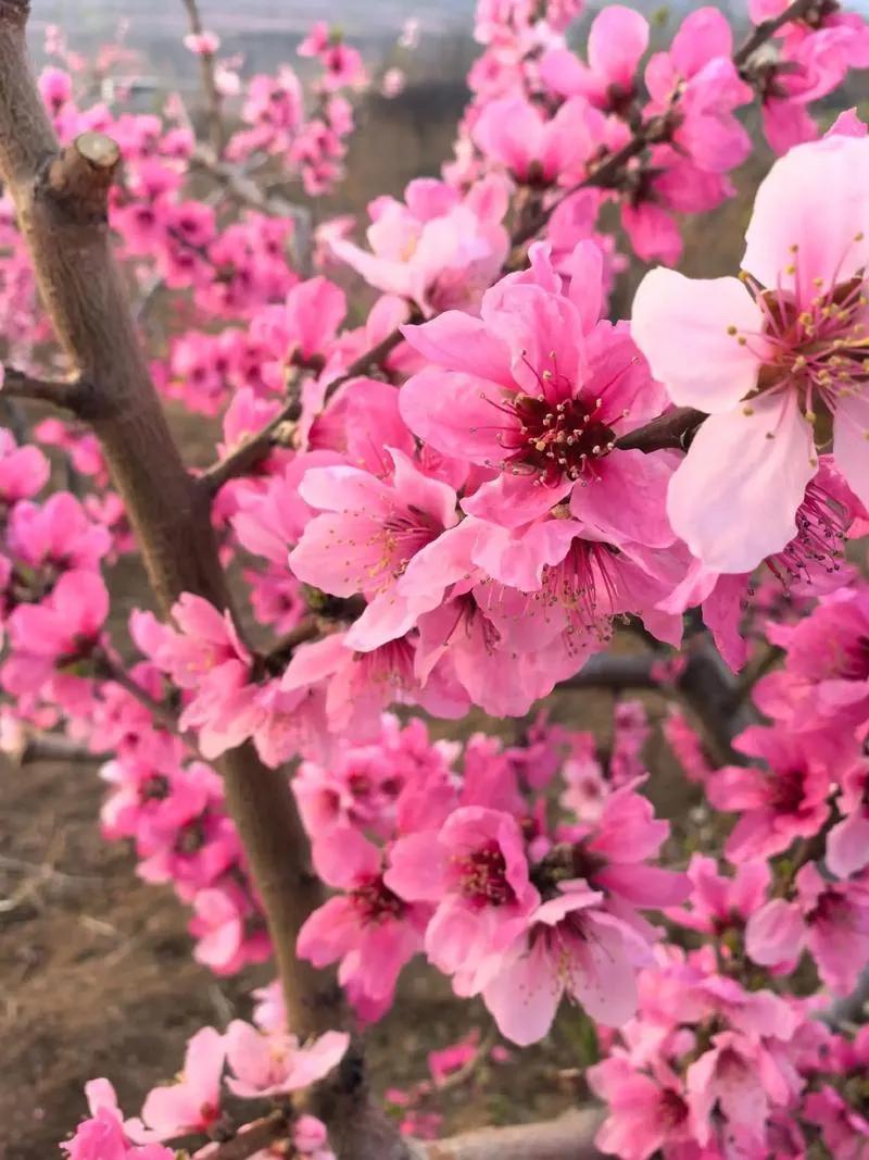 今天头条写了不下5条，展现量、阅读量惨不忍睹。每篇都是认认真真写，内容也是垂直的