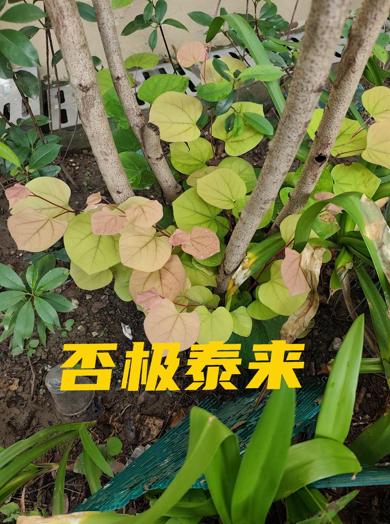 总有一幕情景时不时在我眼前显示出来--卵巢癌康复八年，仿佛度过了漫长的岁月。
躺