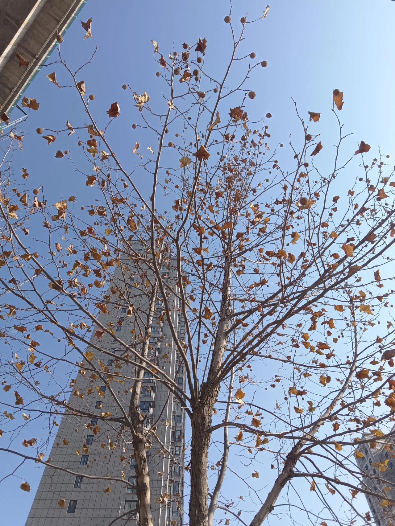 冬日的天变化无常，暖阳之下寒风凛冽，落叶无处不在，随风飞舞，个别落叶不愿意离去挂