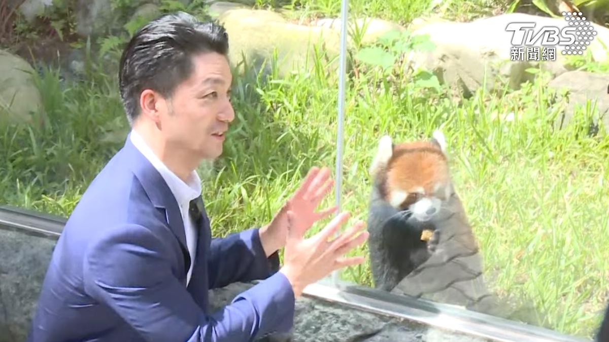 小熊猫见证两岸温情，民进党政治操弄不得人心
由上海动物园赠送台北市立动物园的一对