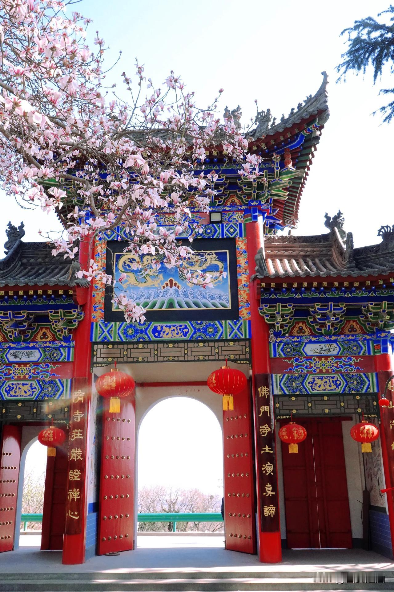 玉兰映古刹，春满周塬路。西安旅行 春日的节奏匆匆忙忙，我满心都在捕捉家乡春的点点
