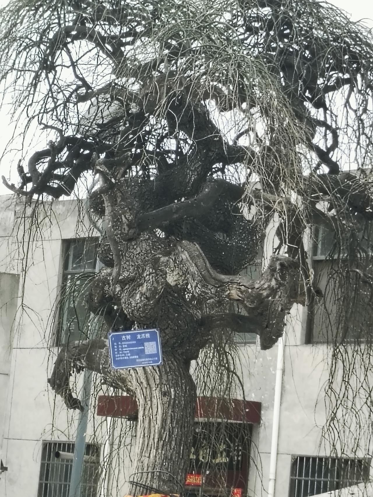 盘虬卧龙的枝干藏着岁月的褶皱，龙爪槐的垂丝牵着时光的温柔。这棵古树站在烟火人间里