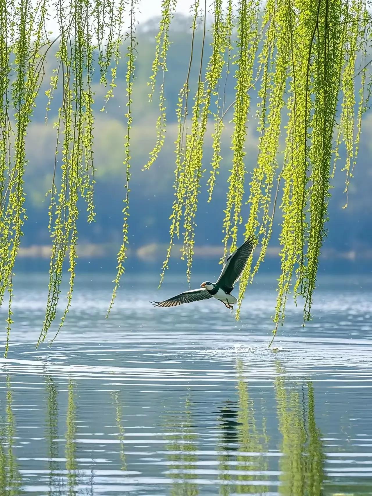 湖畔春光

绿柳垂丝拂碧澜，
水波摇影舞婵娟。
低飞水鸟惊浪花，
春色柔美韵满天