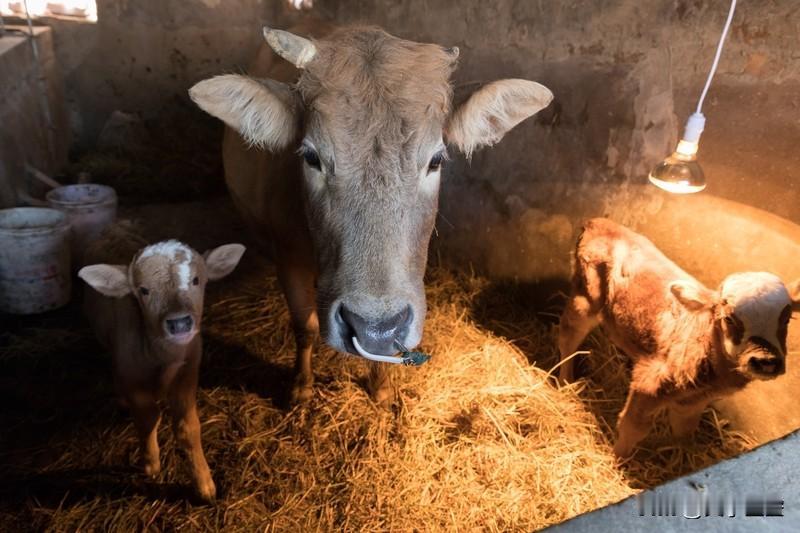 十二生肖各有各的成长契机。就说属牛的，过去总闷头苦干，社交方面太“哑巴”。中国社