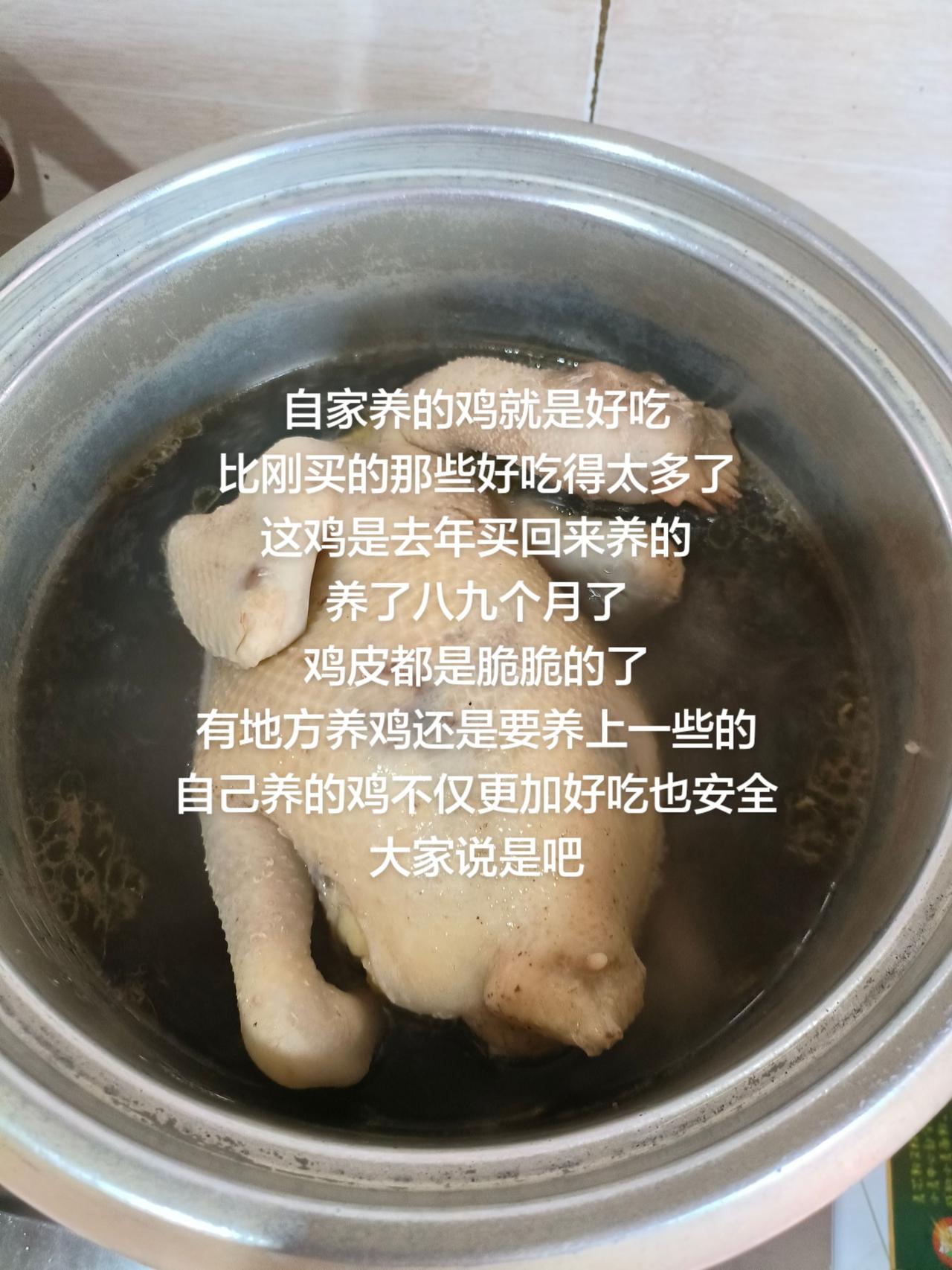 自家养的鸡就是好吃
比刚买的那些好吃得太多了
这鸡是去年买回来养的
养了八九个月
