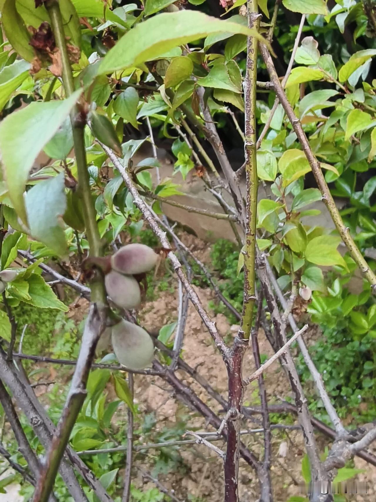 今天，老公又要去那家小店吃饭。

那家店不大，开店的是衣一对老夫妻，六七十岁，我