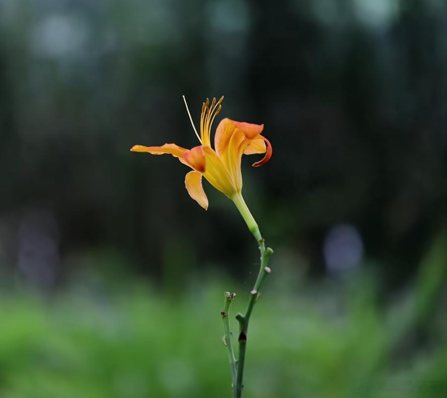 洋洋高锐^梦在哪里……◎梦……总是不醒有时……想做朵花绽放在旷野里静待……春花秋