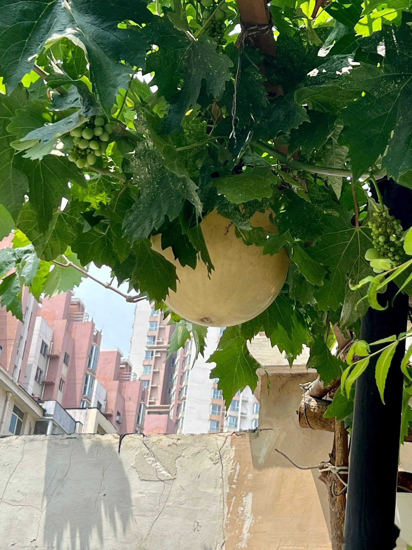 上一秒还在思考什么品种的瓜这么大，不摘回家可惜了， 结果是…… ​​​