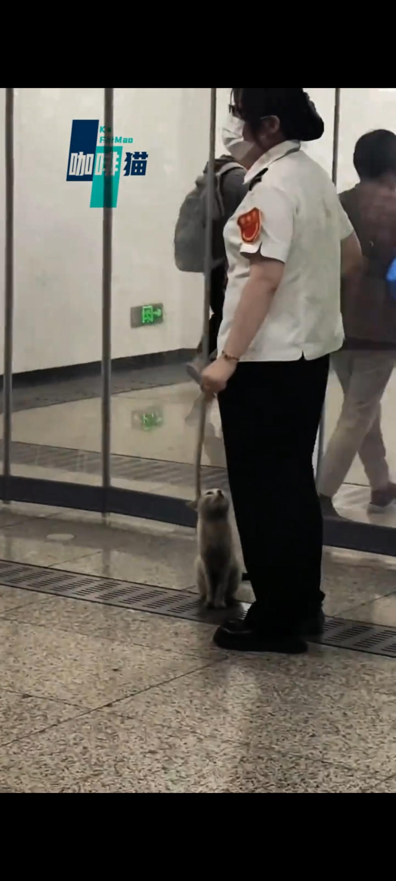 实在太可惜了，原本想在地铁口寻求庇护所的流浪猫，最后一刻还是被地勤人员给赶了出来