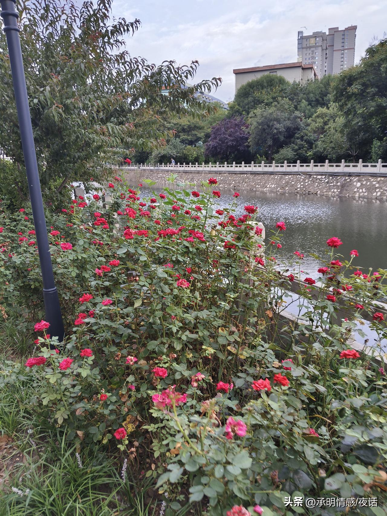 湖边的玫瑰花开得正艳，好美！红色玫瑰花海 公园里的玫瑰