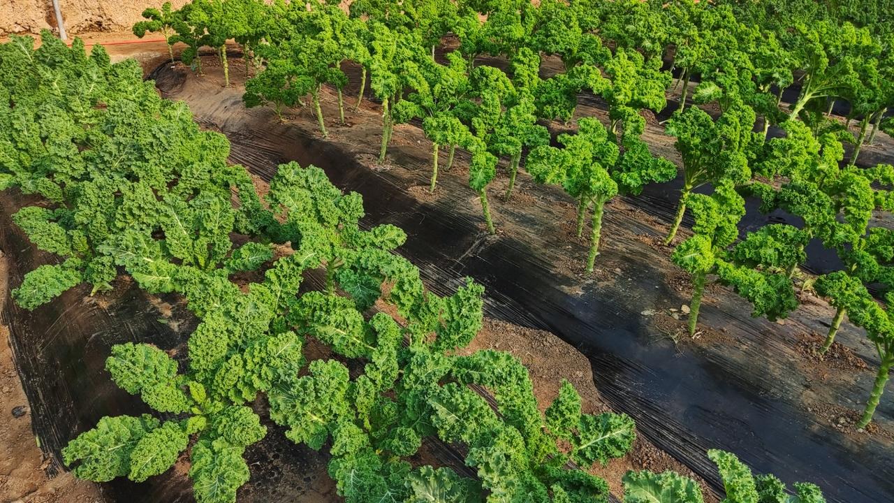 晒图笔记大赛羽衣甘蓝，翠绿翠绿～