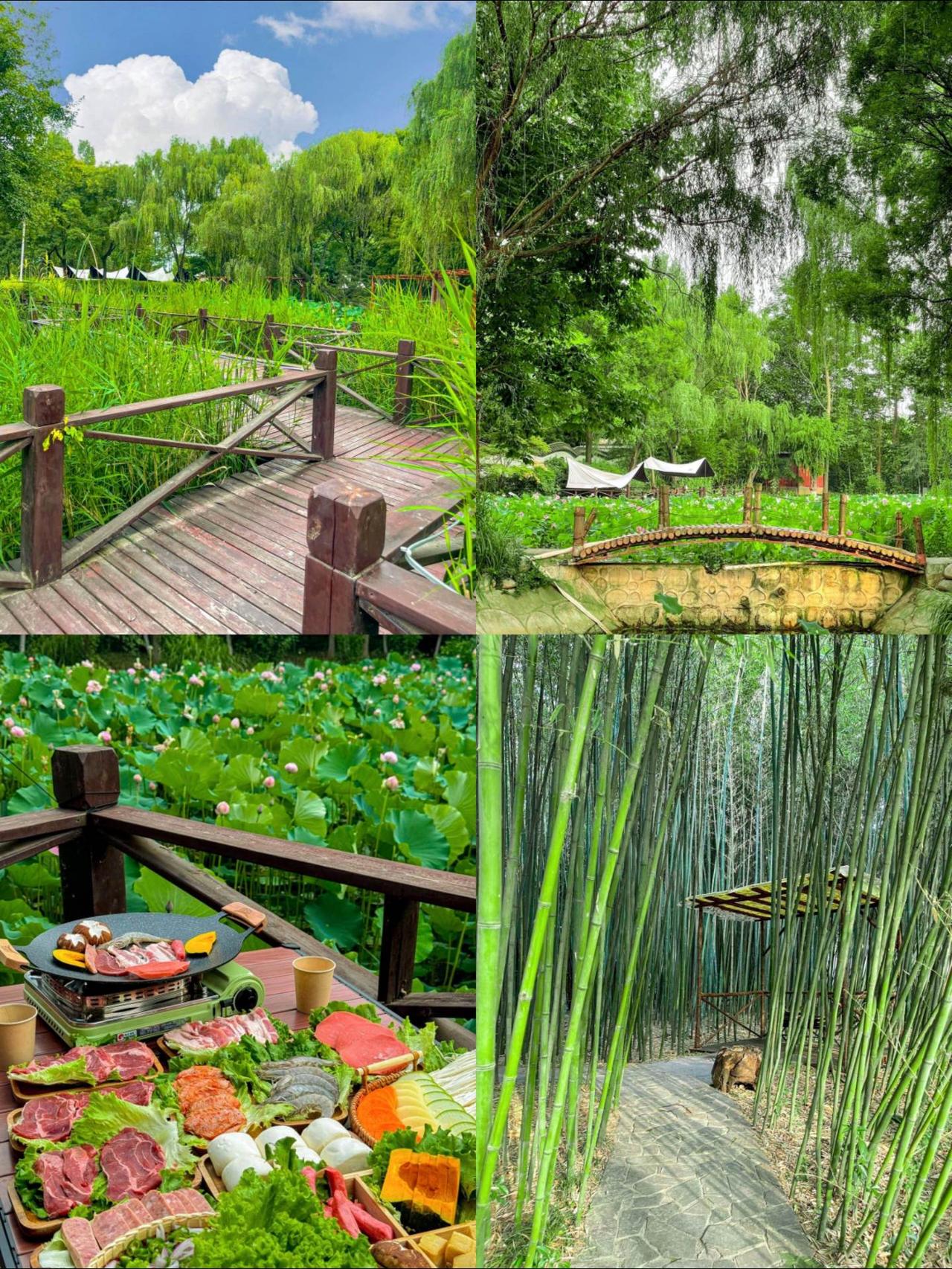 #旅行推荐官#荷花#图文伙伴计划2024#治愈系风景 #周末去哪玩