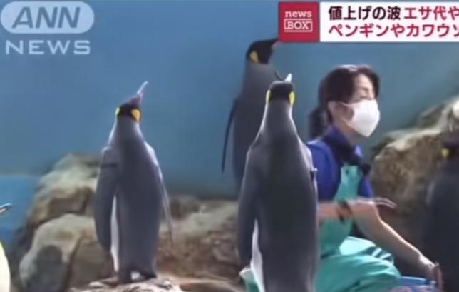 日本动物园为了削减开支，开始给企鹅投喂便宜的鱼，但是企鹅死活不愿吃饭，哪怕奄奄一